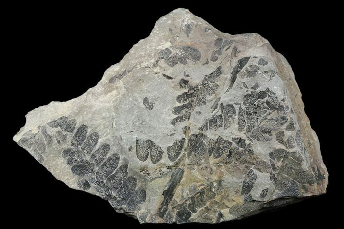 Pennsylvanian Fossil Fern (Neuropteris) Plate - Kentucky #176762